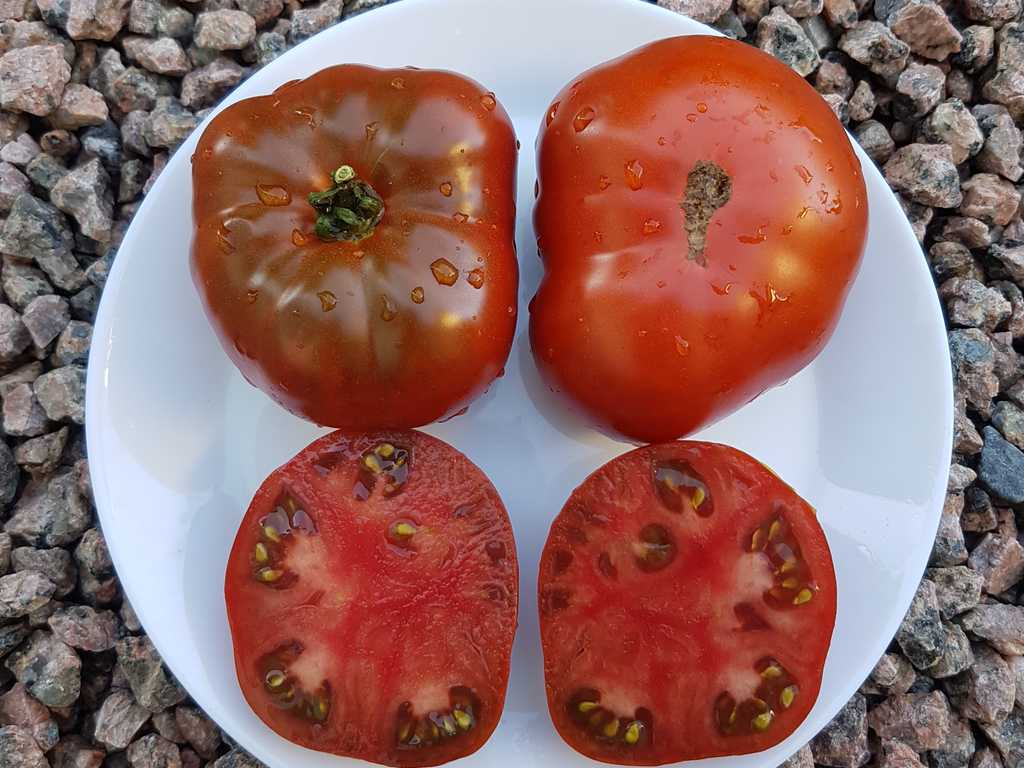 Dwarf Kookaburra Cackle